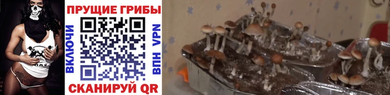 Галлюциногенные грибы Psilocybine cubensis  Купить закладки  Дигора 